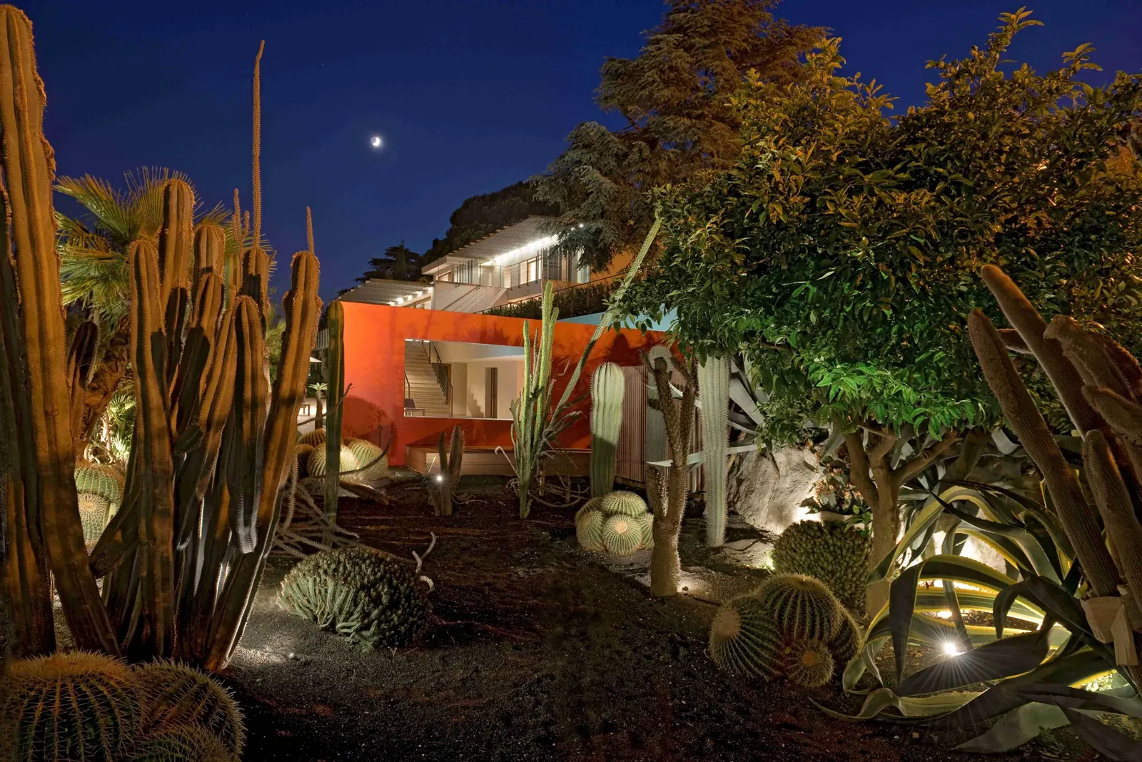 Jardin de plantes succulentes éclairé à la nuit tombée