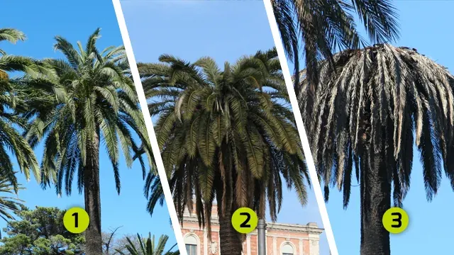 Vues de palmiers présentant des signes de dégradation